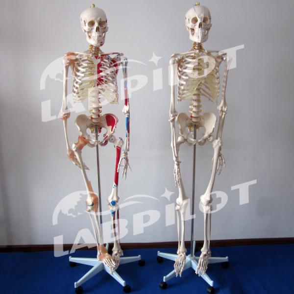 180-cm Flexible Joint Skeleton Model for Anatomical Demonstration in Medical Science