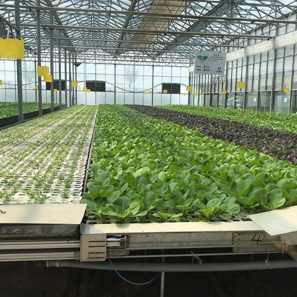 Grande estufa de vidro agrícola com sistema hidropónico avançado e cobertura de vidro