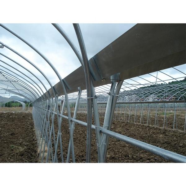 Customize Multi Span Greenhouse High Tunnel Greenhouse For Tomato Farming