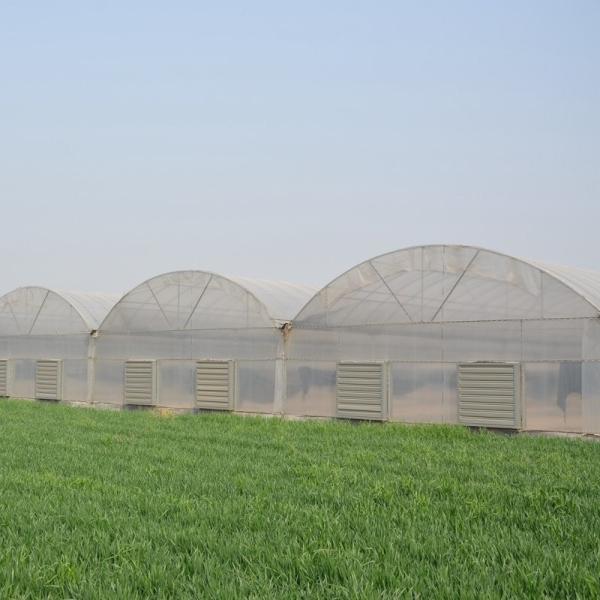 6 Foot 8 Foot Double Roof Arch Muliti Span Film Greenhouse Keep Warm For Tomatoes