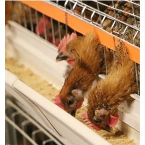 Closed Broiler Farming House with Prefabricated Components Mesh Windows for Airflow and Carbon Structural Steel