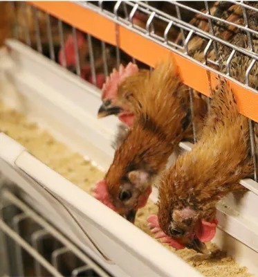 High Efficiency Poultry Farming Equipment Complete Set with Easy Setup Durable Galvanized Steel Cage System