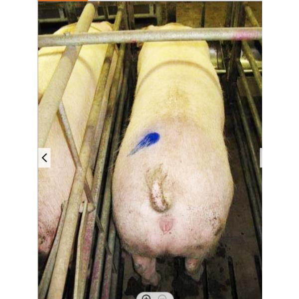 животная отмечать отметка Eco безопасного тела краски 400g животная дружелюбное