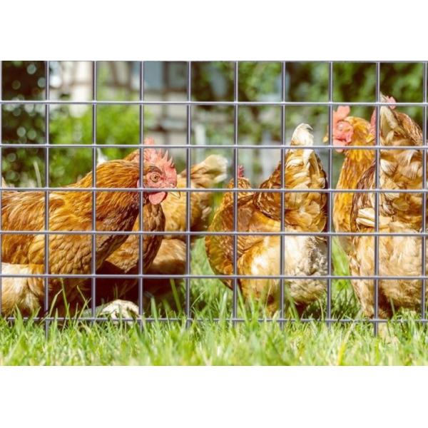 Electro Galvanized Welded Wire Mesh with 50M Roll Length and 0.5m Width for Animal Enclosures