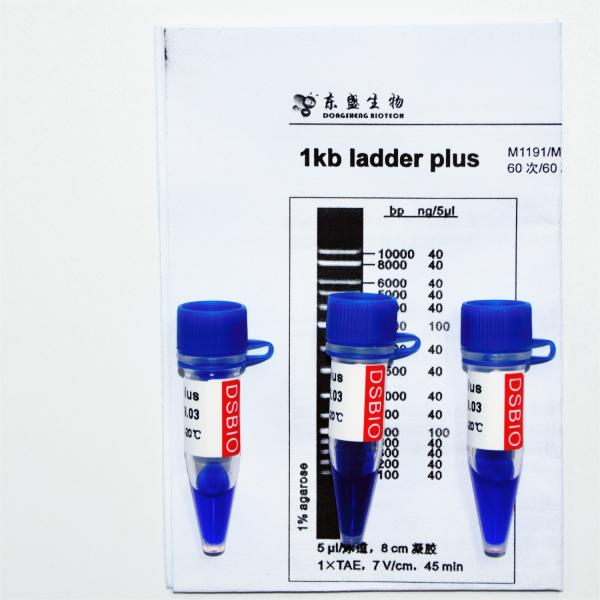 escada 1kb mais o marcador M1191 do ADN 1000bp (50μg) /M1192 (5×50μg)