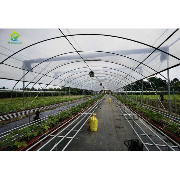 Serre agricole bon marché Serre commerciale Serre intelligente à une seule travée pour la plantation de tomates