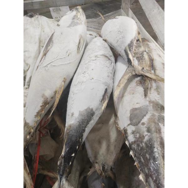 100% естественное IQF 20kg вверх по тунцу желтопра WR Seafrozen