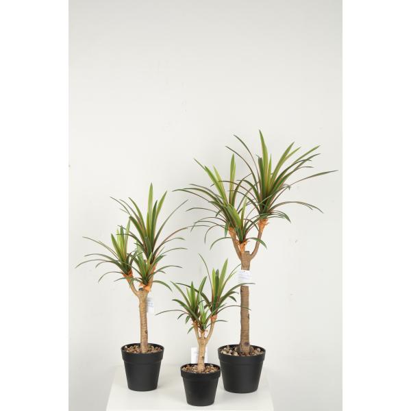 Flexible Glue Faux Dracaena Plant Black Plastic Pot 45 CM 62 CM 82 CM