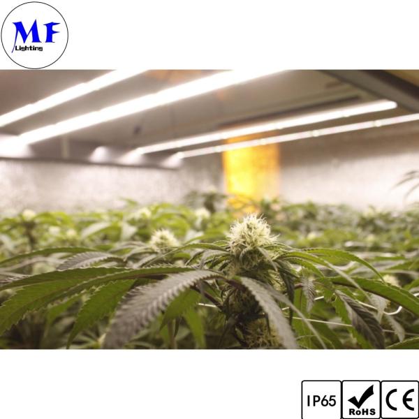 La LED élèvent l'horticulture élevée de sortie de PAIR de lumières