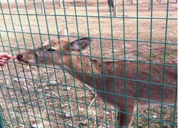 Euro Holland Farm Mesh Fencing Grass Green For Animal Isolation