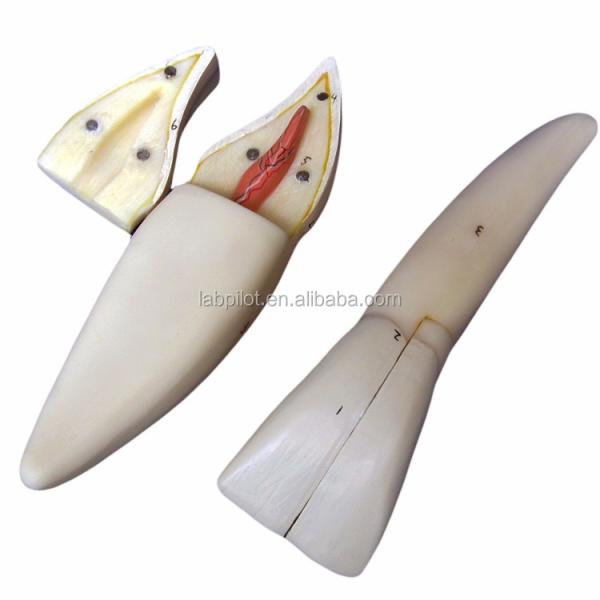 Dental Care Demonstration Detachable Anatomical Teeth Model for Three-Root Molar Teeth