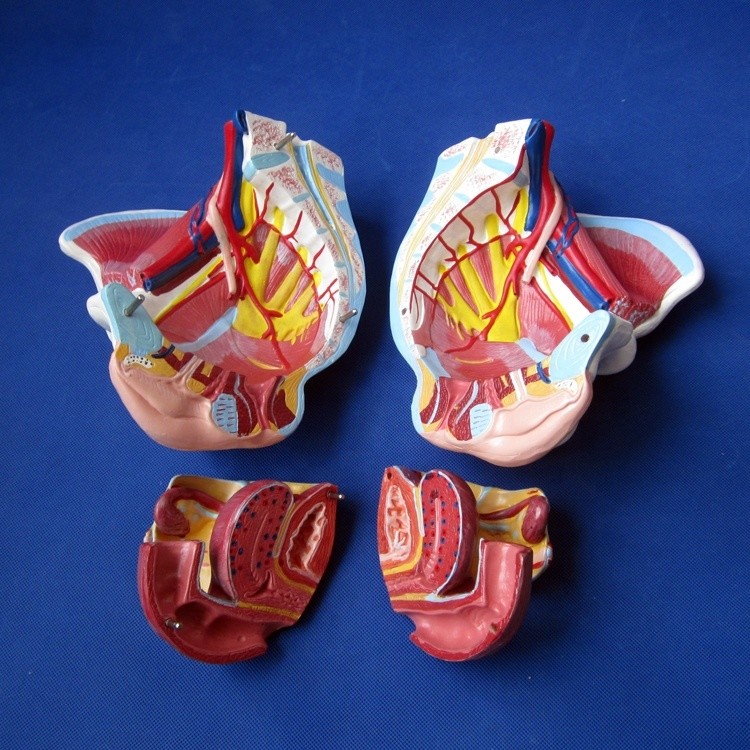 Female Pelvic Cavity Model Muscles Vessels and Nerves for Medical Demonstration ' Choice