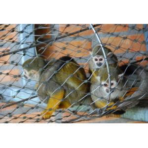 Decorative Stainless Zoo Animal Enclosures Wire Rope Mesh Fencing