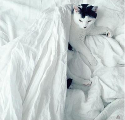 Supply Goose down and duck down  King, Queen size Down Quilts, Duvets