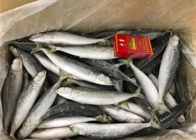 Elevação pacífica da cavala - Scad redondo congelado 70g da proteína