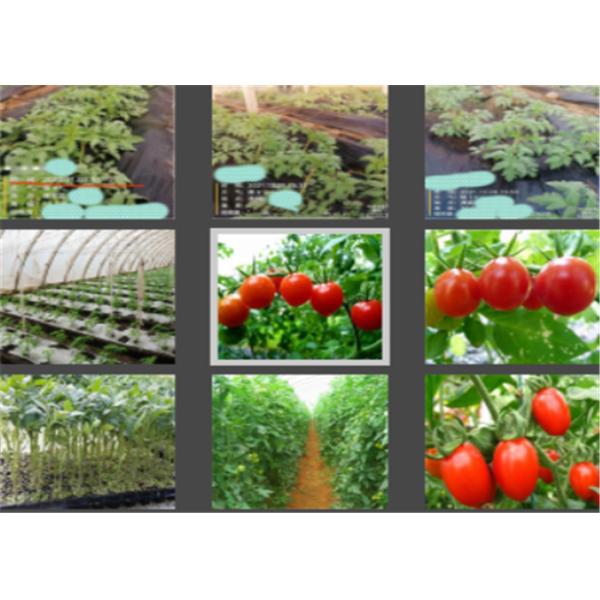 Soy Protein Hydrolysis Free Amino Acid 80% Light Yellow Powder