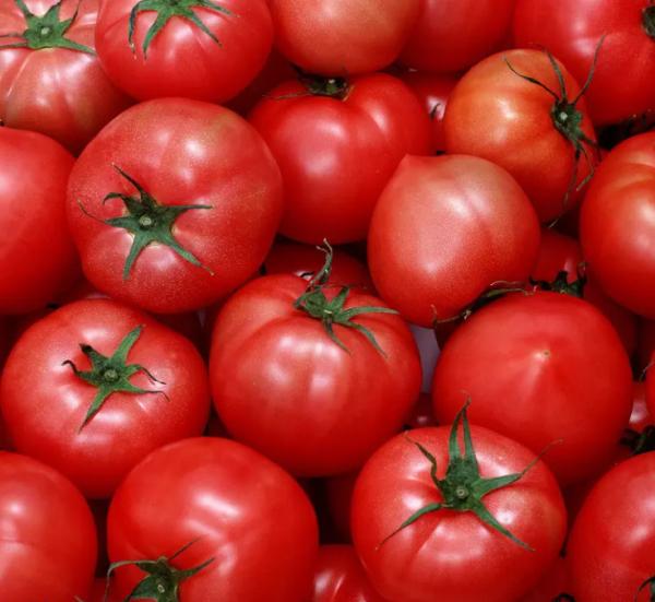Linha de processamento automática 50 toneladas da pasta de tomate/hora