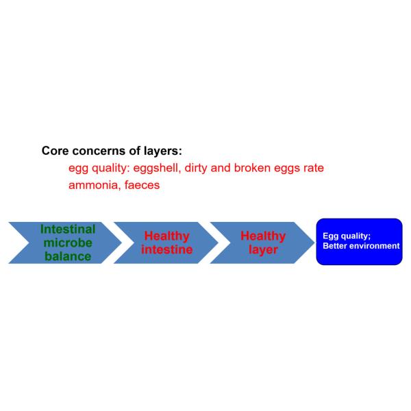 Slight Fermentation Odor Compound Probiotics For Animal Feed Grade