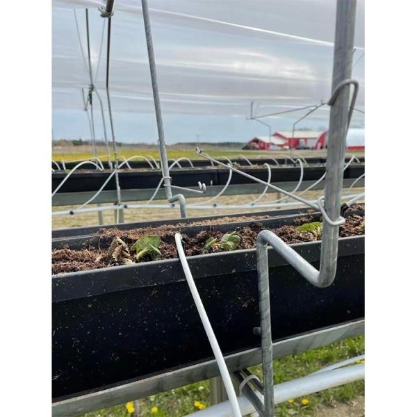 Film Type Strawberry Hydroponic System Space Saving With High Production