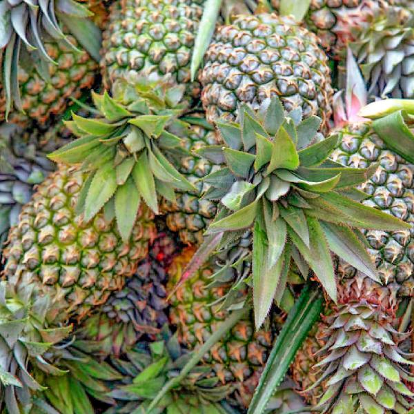 Pharmaceutical Grade Enzyme Bromelain Papain 6000USP-2400GDU