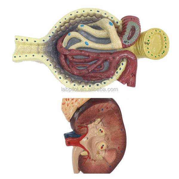 Human Urinary System Model for Teaching Detailed Kidney Nephron and Glomerulus Anatomy