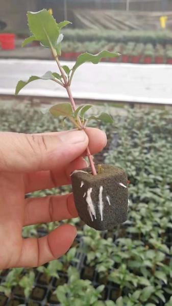bandeja de 72 células antienvelhecimento de plantação plástica da propagação das bandejas da germinação do furo 1.5inch