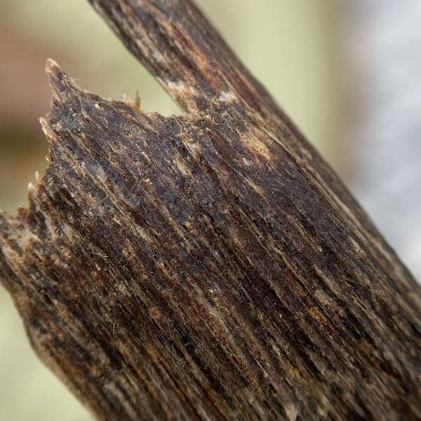 Top grade OUD Agarwood resin pieces excellent choice for luxury candle making and sophisticated aroma diffuser creations