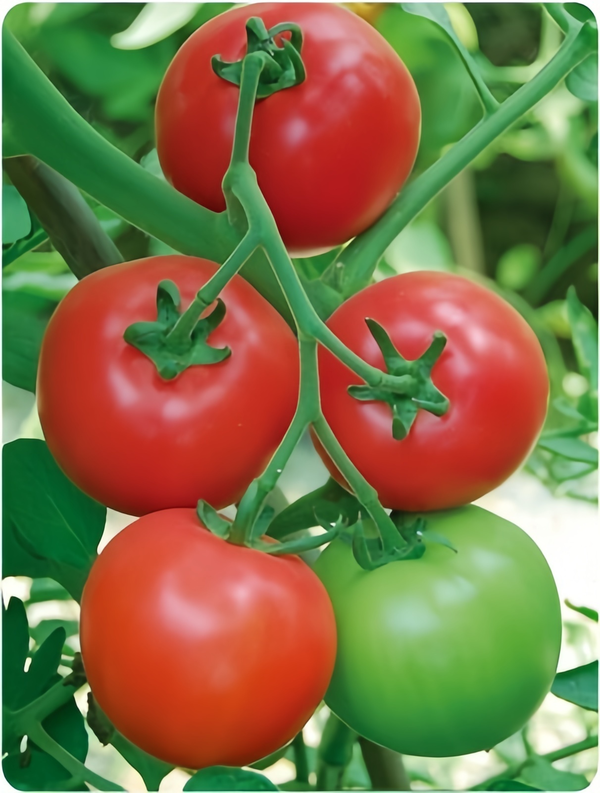 JP No.8 Stronger TYLCV Resistant Hybrid Tomato Seeds For High Yield T10