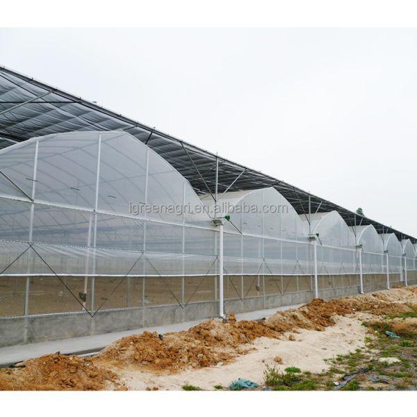 Small Column Reinforced Rod Wind Resistant Vent Window Rain Gutter Single PE Multi Span Film Greenhouse for Vegetable Flower