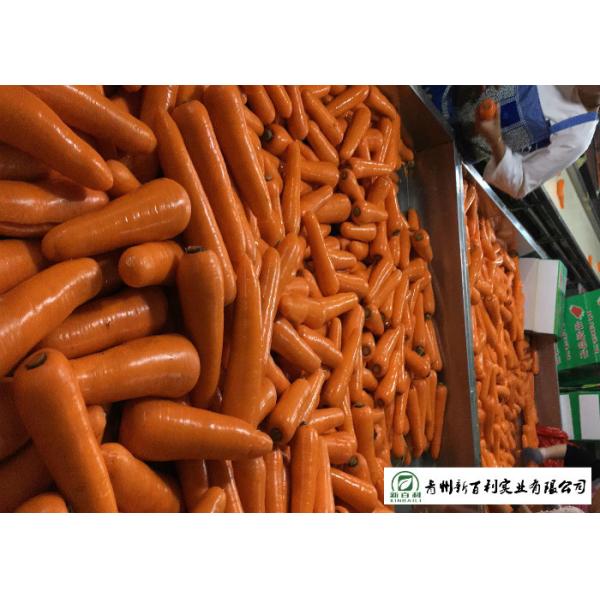 HACCP / GAP Standard Fresh Organic Carrots Own Plantation Supply To Supermarket