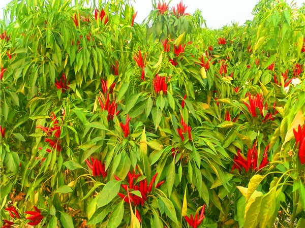 Ручка Мексика Guajillo 220 ASTA высушила влагу Chiles 14% Guajillo