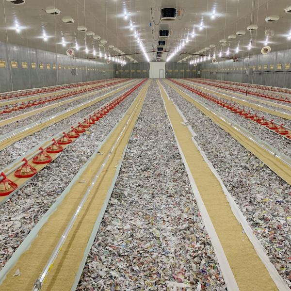 Poultry Flooring System for Broiler Chicken High Yield Farming
