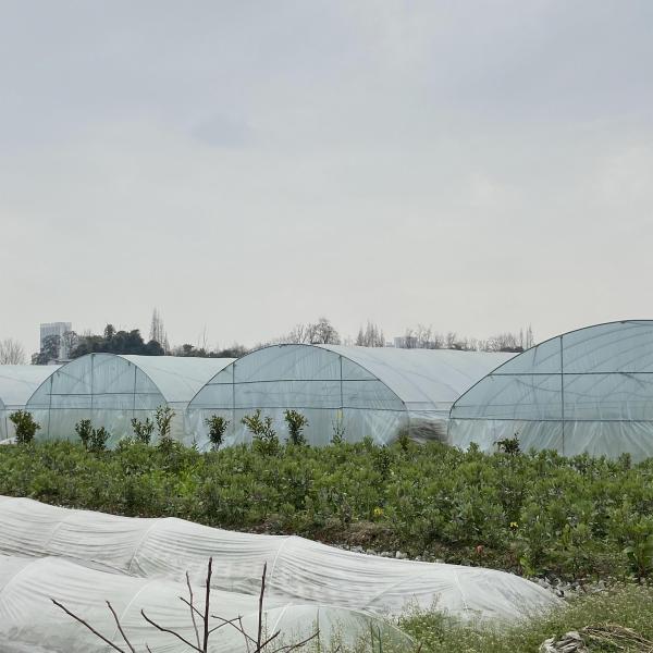 Клубника растя парник аграрного одиночного тоннеля пяди 2m пластиковый