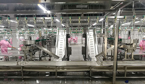 Stainless Steel Grading Size Automatic Chicken Weight Sorting Machine for Sorting