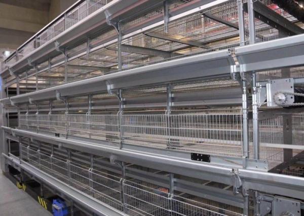 Durable Automatic Baby Chick Cage , Hot Galvanized H Type Layer Cage
