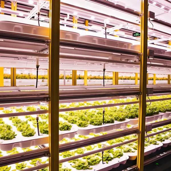 Polycarbonate Greenhouse for Lettuce Substrate Culture Industrial - Grade