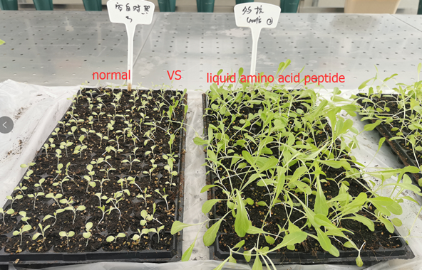 Crops And Vegetables Organic Fertilizer With Amino Acid Oligosaccharide Peptide