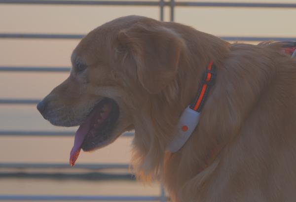 Smart GPS Pet Collar with Electronic Fence and Health Monitoring