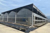 Commercial Agricultural Multi Span Film Vegetables Greenhouse With Irrigation System