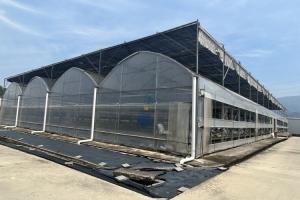 Commercial Agricultural Multi Span Film Vegetables Greenhouse With Irrigation