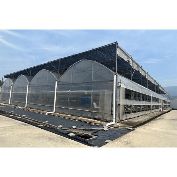 Commercial Agricultural Multi Span Film Vegetables Greenhouse With Irrigation