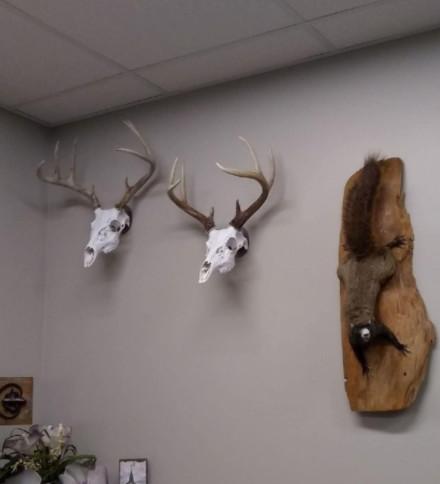 Tolerance 0.02 Wall Mount Deer Skull Hooker Multifunction Mount for Hanging Deer Head