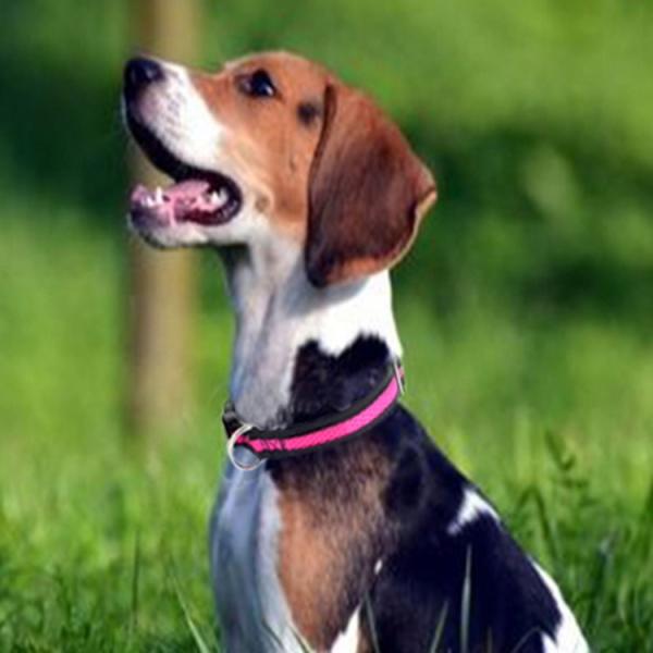 C602 Wholesale Airmesh Adjustable Pet Product Custom Dog Collar Soft