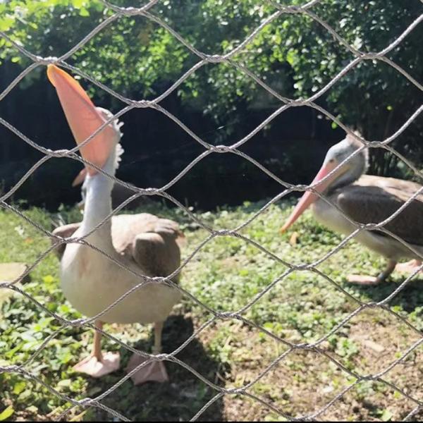 動物園の鳥の鳥巣網のためのフェルルールワイヤーロープステンレス鋼ケーブル網