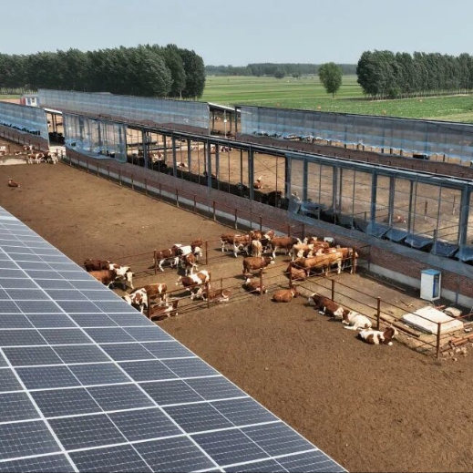 Prefabricated Steel Structure Cattle Shed for Dairy Farm