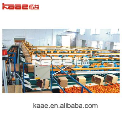 Full Auto Photoelectrical Fruits Grader Line For Fruits And Vegetables Sorting And Grading