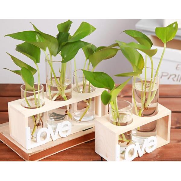 Hydroponics glass vase for planting table decoration glass terrarium