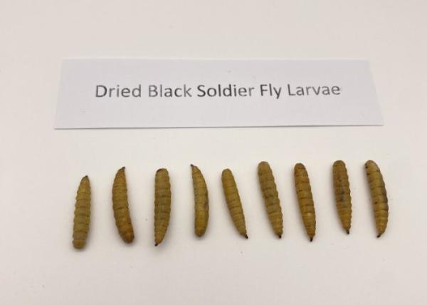 Yellow Dried BSF Larvae - Suitable for Storage Cool And Dry Place