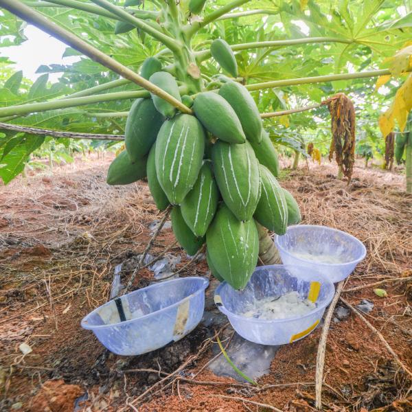 Papaïne de qualité industrielle Bromélaïne Enzyme 2400000U/G Poudre de protéase de qualité alimentaire