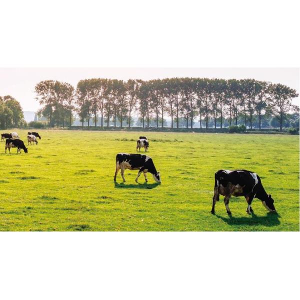 Cattle Cow Horse Sheep Farm Electric Fencing Gate Handle Husbandry Electric Fencing Handles